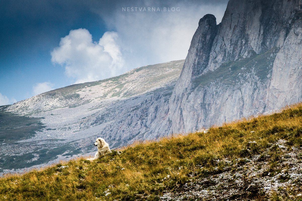Ljuboten-Brezovica-Sar-Planina-2015-14