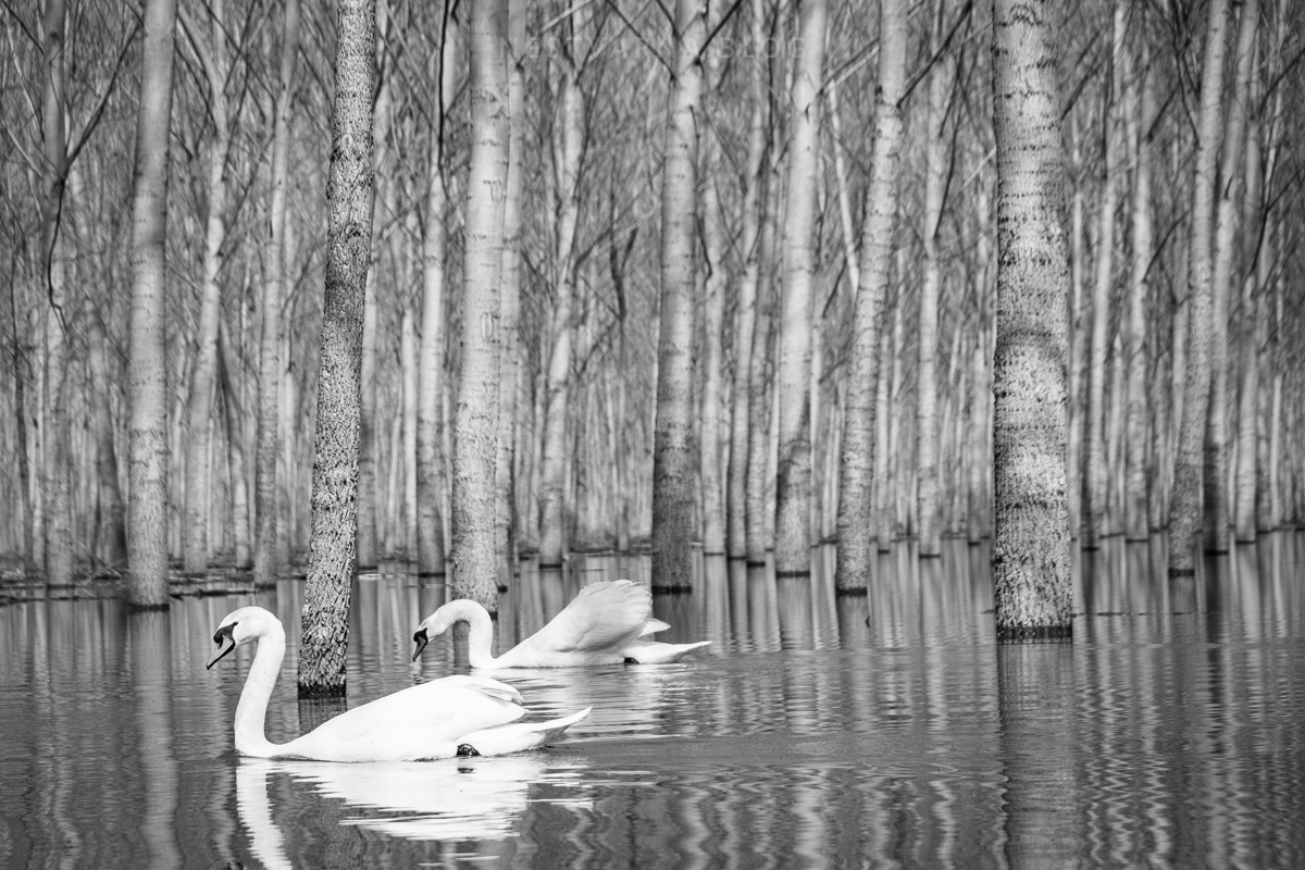 Obedska Bara 2016 Kajak-11