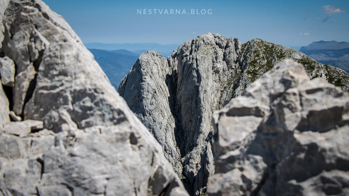 otis sa zelene glave