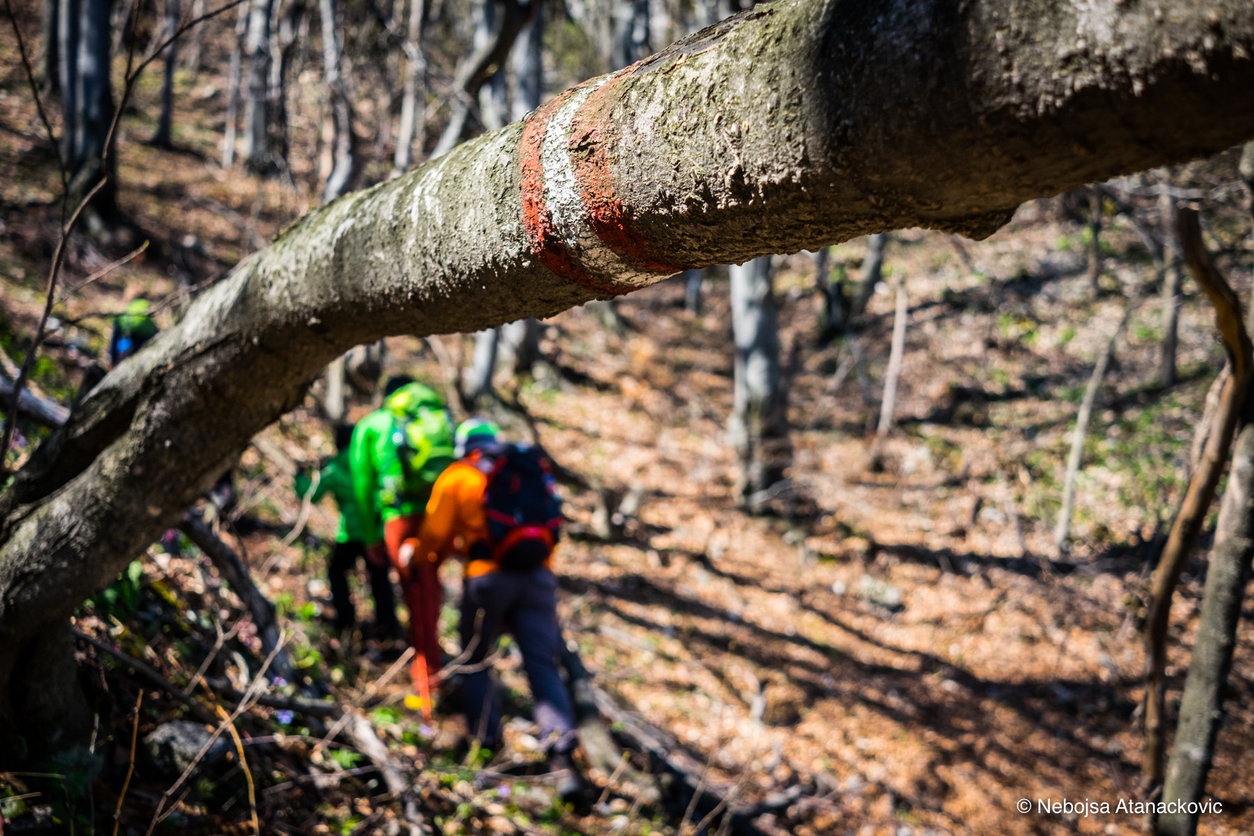 Borski Stol Veliki Krs-8