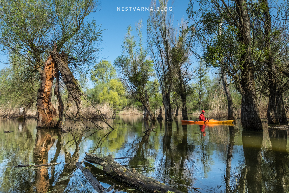Gornje Podunavlje-17