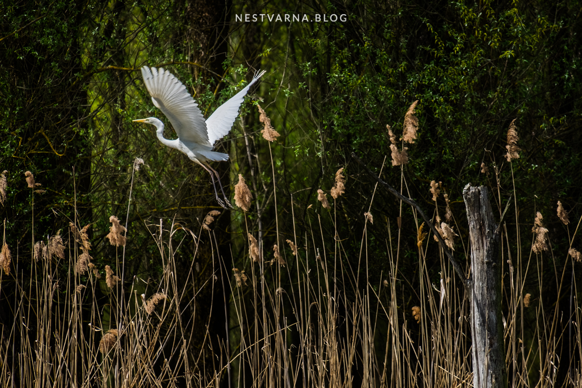 Gornje Podunavlje-35