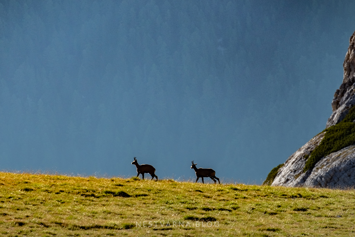 Pirin Vihren Koncheto Kutelo-34