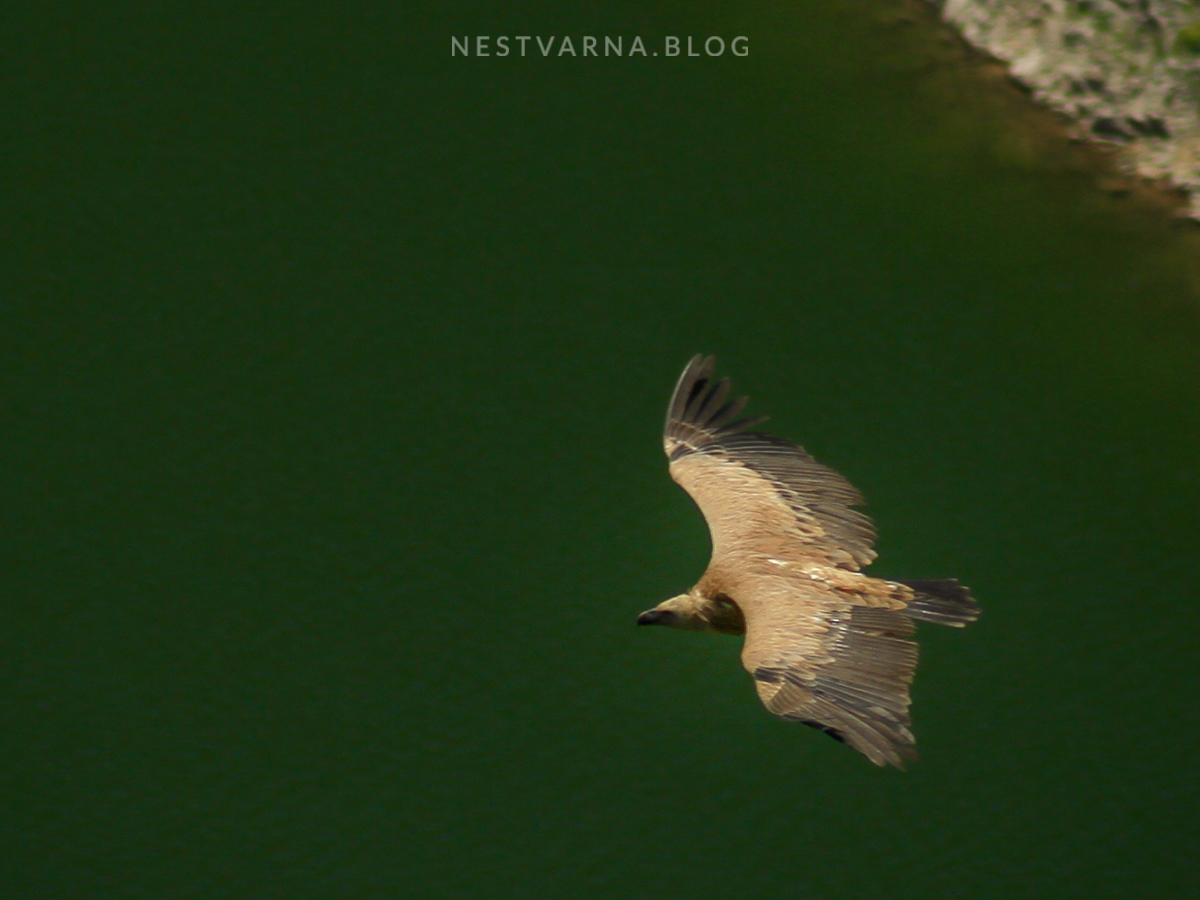 Белоглави суп.