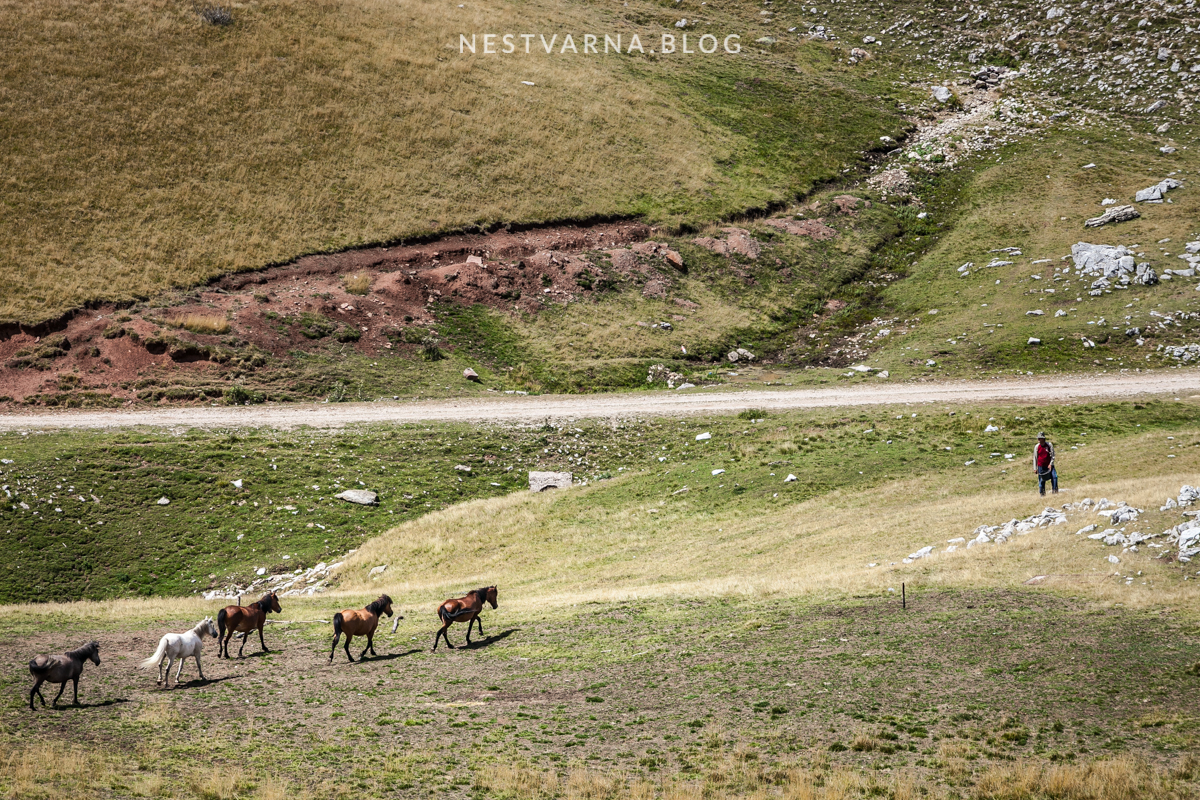 Zelengora Kotlanicko Bregoc-20