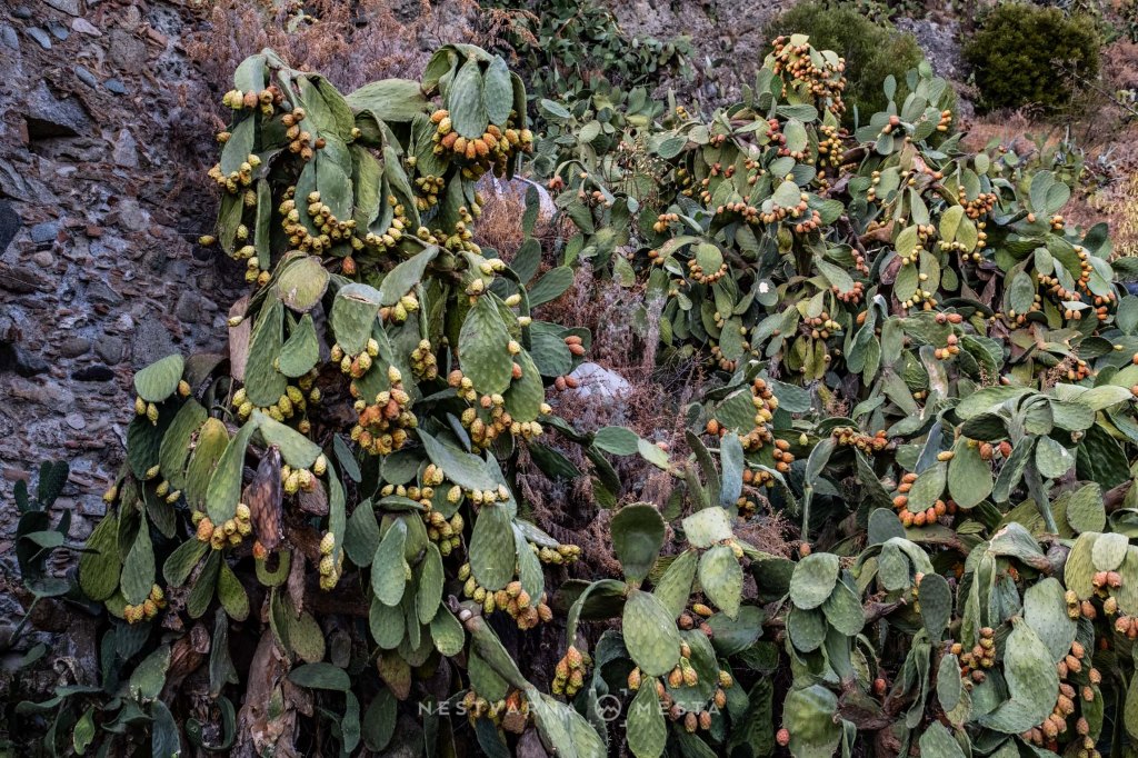 A dense cluster of prickly pear cactus with green leaves and yellowish-orange fruits growing against a rocky background.
